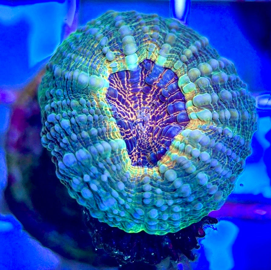 Molten Lava Lobophyllia Size: L 1" to 2" Frag - Violet Aquarium 