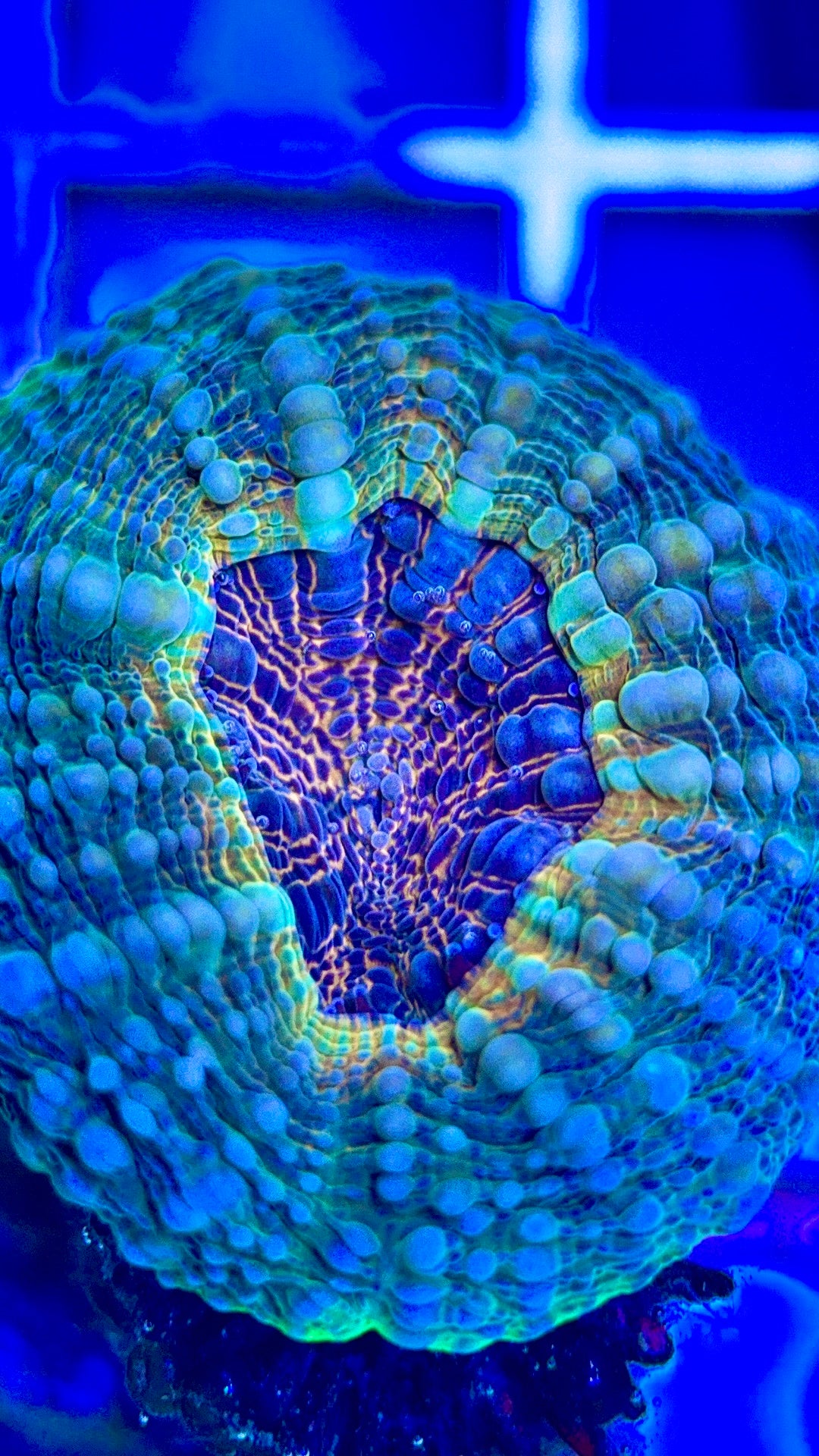 Molten Lava Lobophyllia MLL102501 WYSIWYG