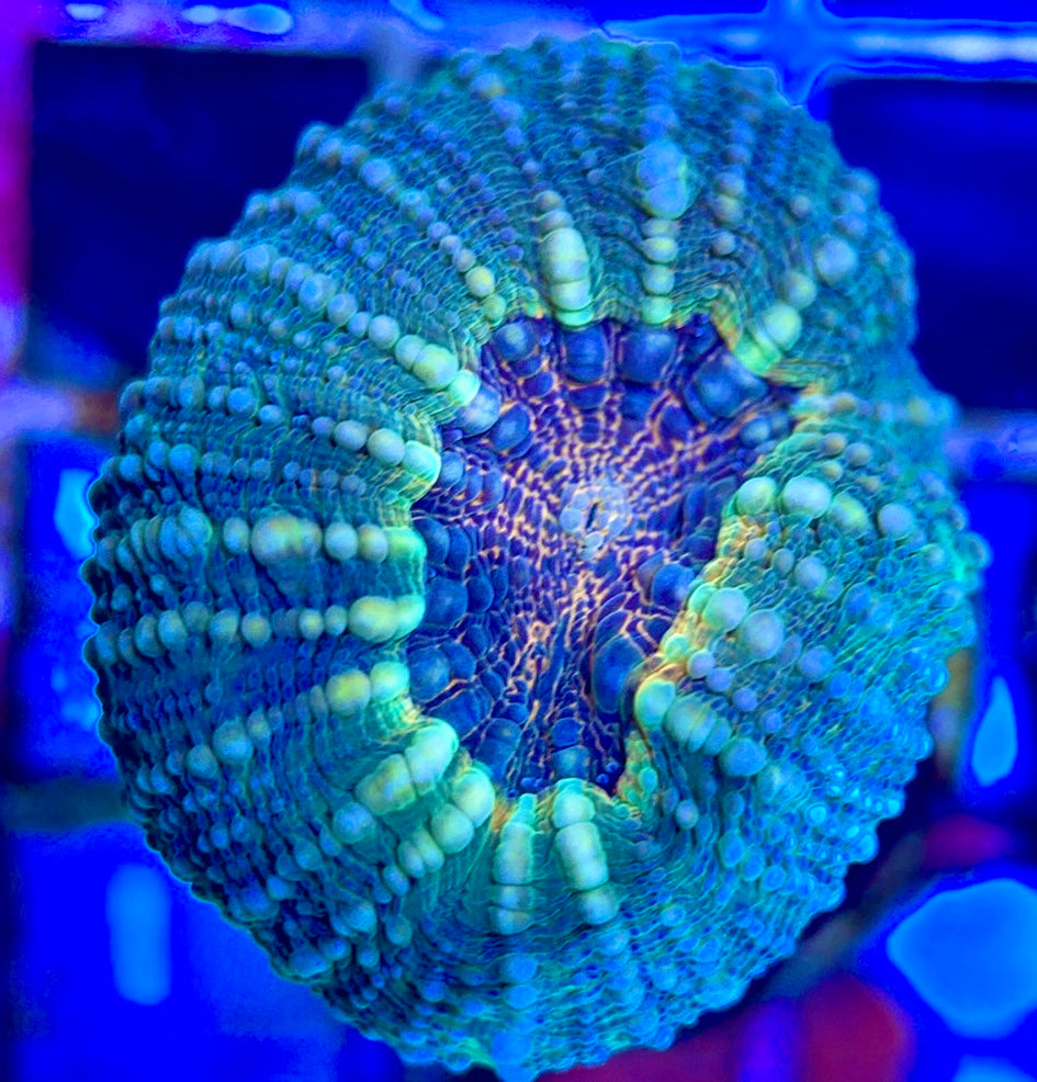 Molten Lava Lobophyllia Size: L 1" to 2" Frag - Violet Aquarium 