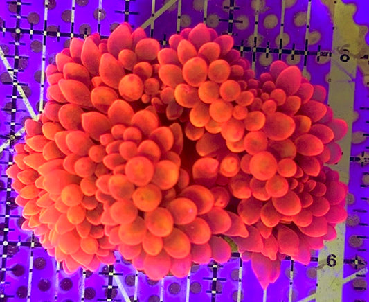 Rose Bubble Tip Anemone Premium Grade A Australia RBTAPGAA090501 WYSIWYG Size: M 4" to 5"