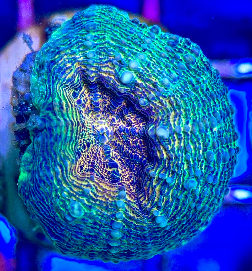 Molten Lava Lobophyllia MLL102503 WYSIWYG