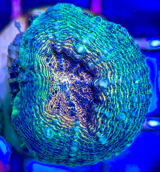 Molten Lava Lobophyllia MLL102503 WYSIWYG