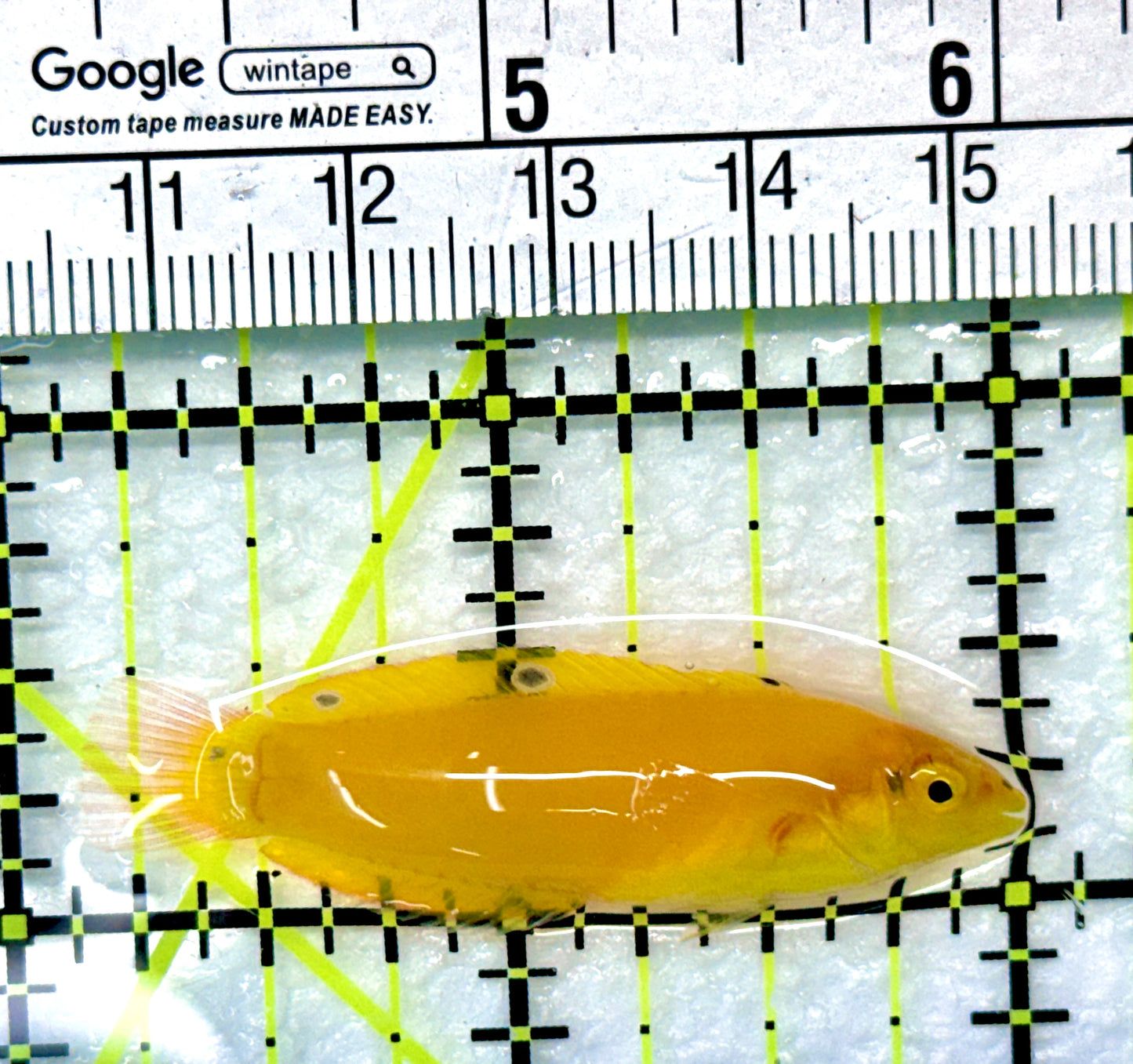 Yellow Coris Wrasse YCW090101 WYSIWYG Size: S 2" approx