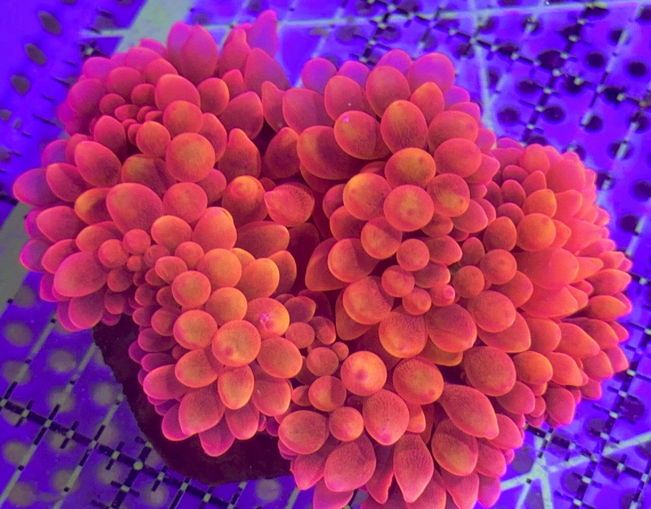 Rose Bubble Tip Anemone Premium Grade A Australia RBTAPGAA090501 WYSIWYG Size: M 4" to 5"