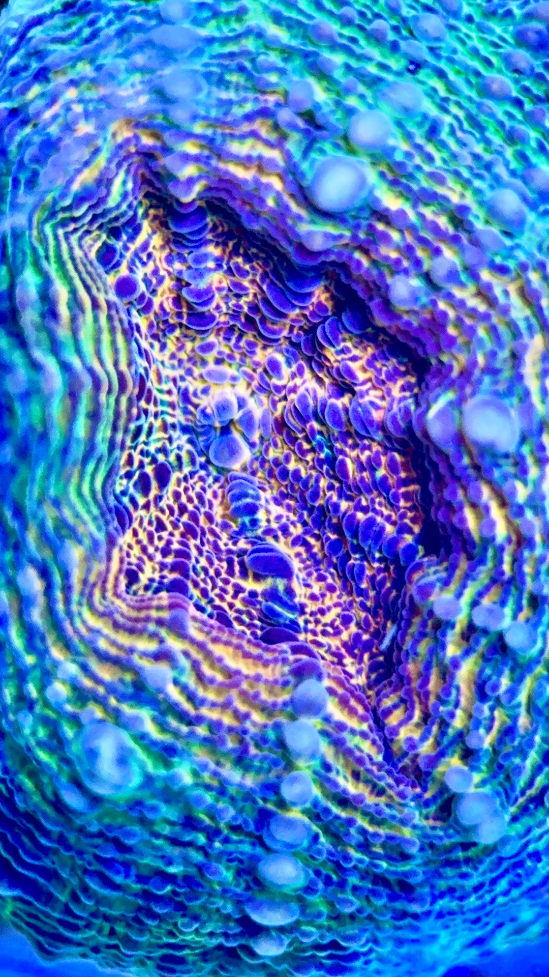 Molten Lava Lobophyllia Size: L 1" to 2" Frag - Violet Aquarium 