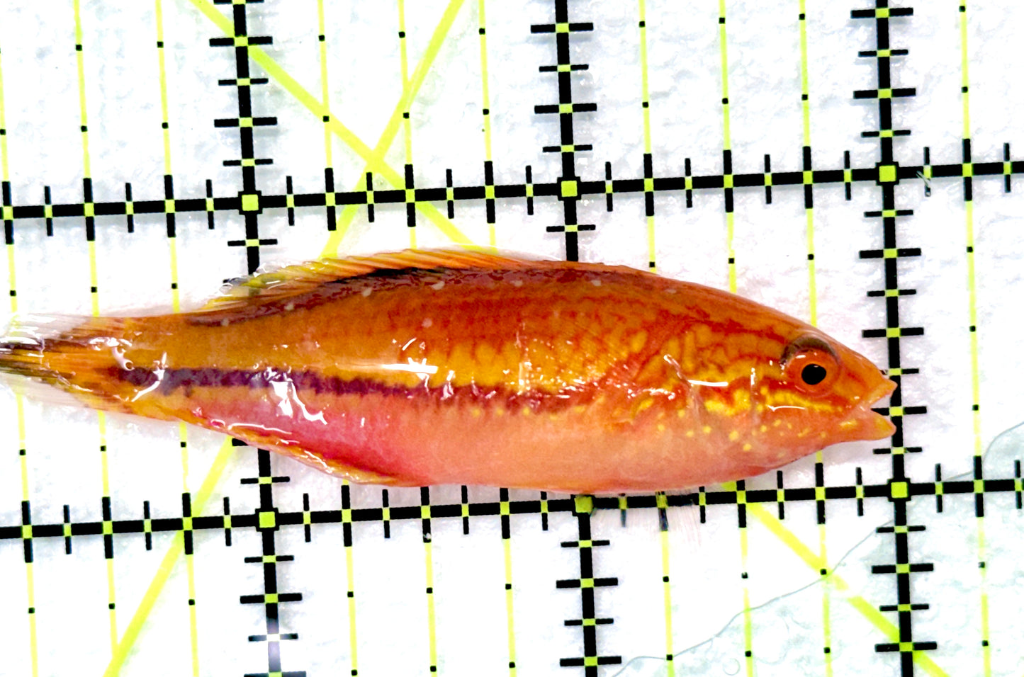 Pintail Fairy Wrasse PFW090101 WYSIWYG Size: XL 3.75" approx