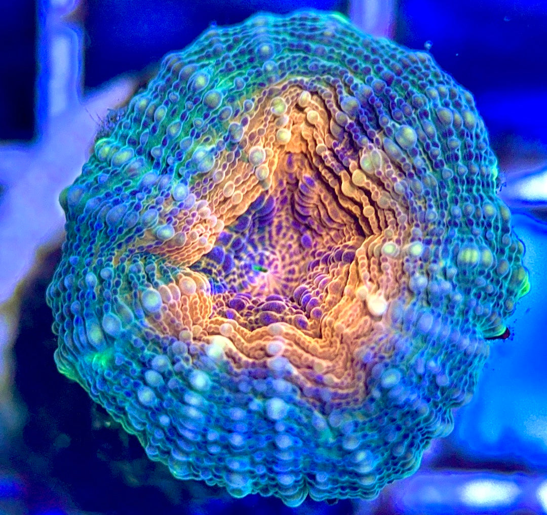 Molten Lava Lobophyllia MLL102504 WYSIWYG