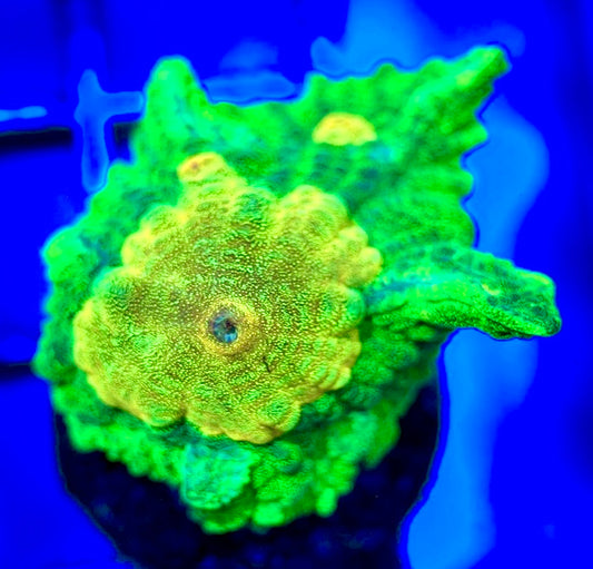 Space Invader Pectinia (Aquacultured) SIP102601 WYSIWYG