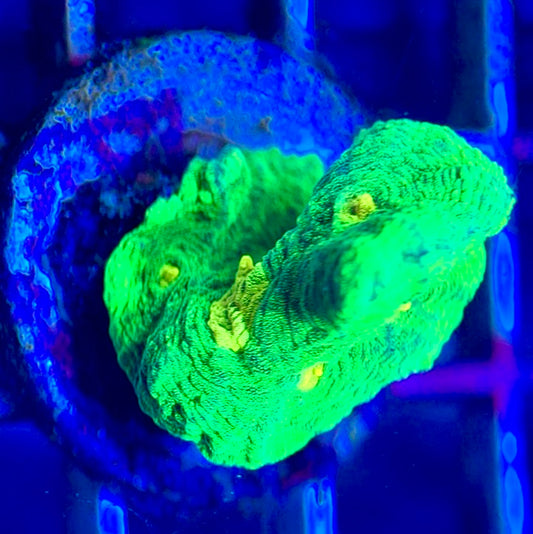 Space Invader Pectinia (Aquacultured) SIP102602 WYSIWYG