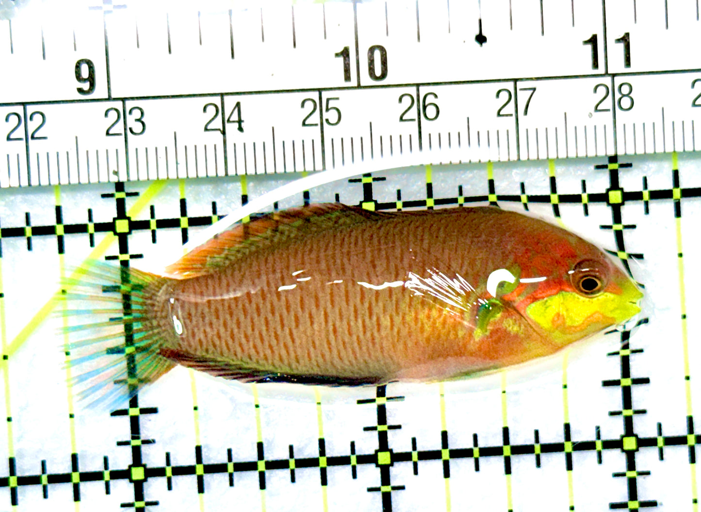 Moyer's Leopard Wrasse MYW090102 WYSIWYG Size: ML 2.25" approx