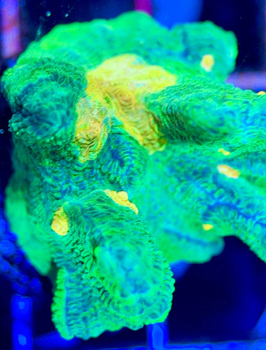 Space Invader Pectinia (Aquacultured) SIP102603 WYSIWYG