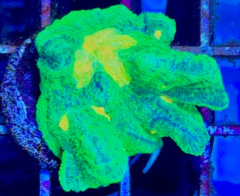 Space Invader Pectinia (Aquacultured) SIP102603 WYSIWYG