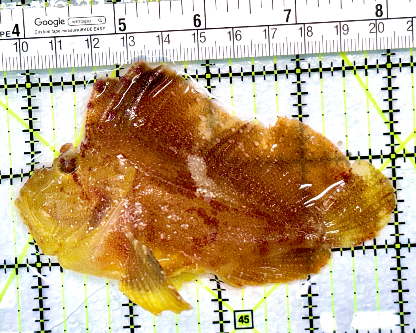 Golden Leaf Fish GLF090101 WYSIWYG Size: XL 4.25" approx