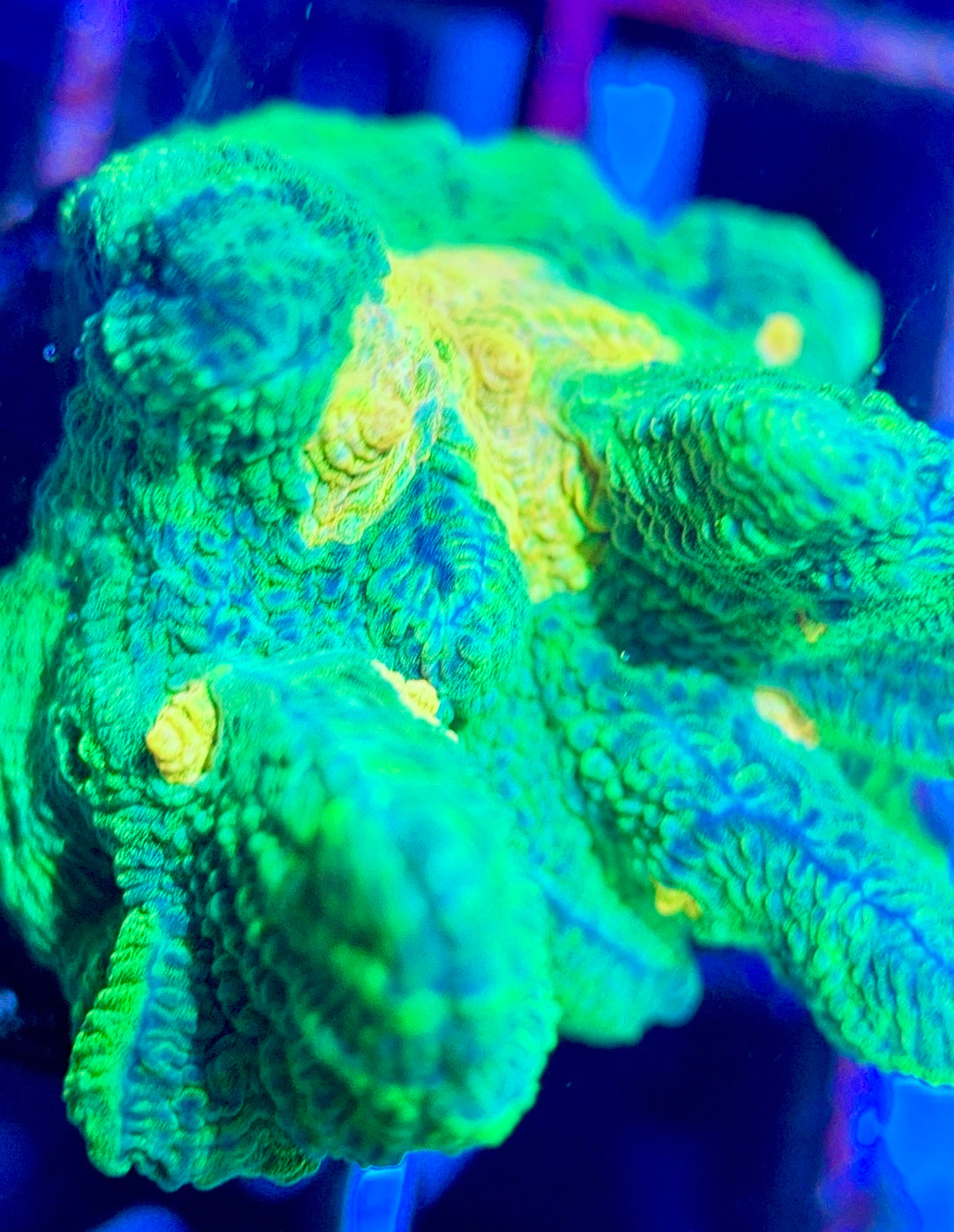 Space Invader Pectinia (Aquacultured) SIP102603 WYSIWYG