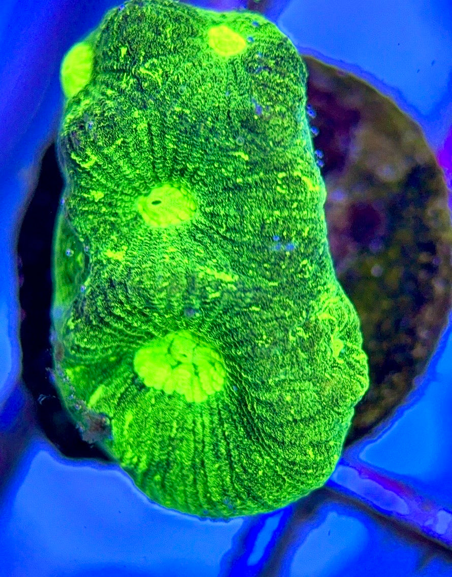 Aussie Ultra Neon Favia AUNF102601 WYSIWYG