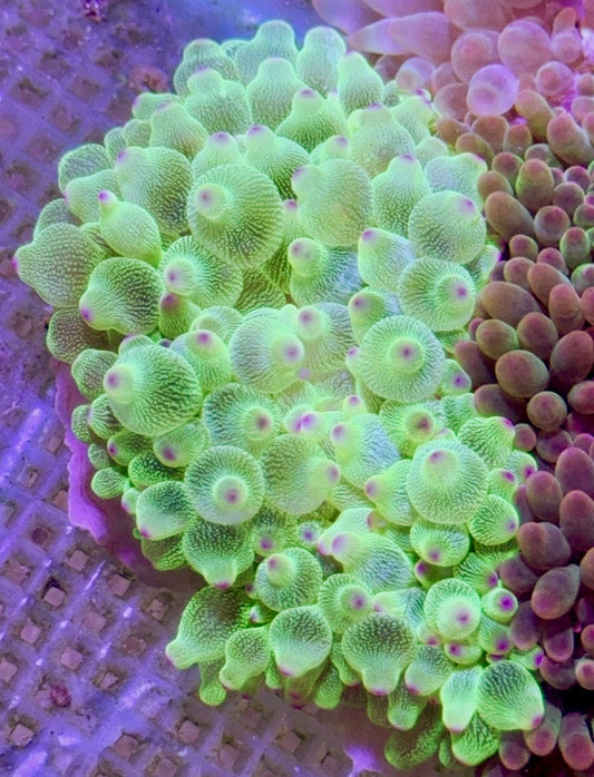 Green Bubble Tip Purple Base Anemone GBTA090401 WYSIWYG Size: L 4" to 5"
