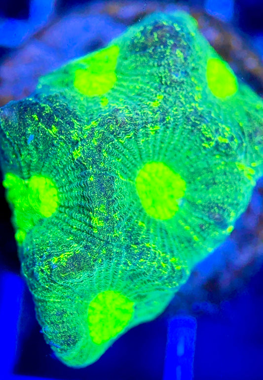 Aussie Ultra Neon Favia AUNF102602 WYSIWYG