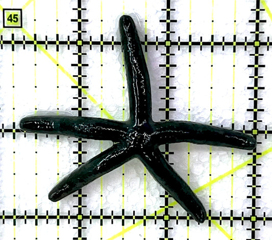 Blue Linckia Starfish BLS071501 WYSIWYG Size: L 2.75" approx