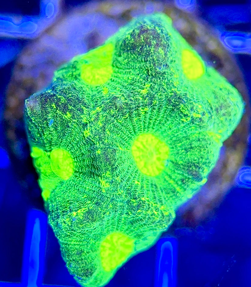 Aussie Ultra Neon Favia AUNF102602 WYSIWYG