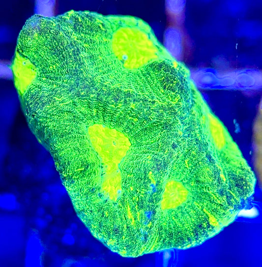 Aussie Ultra Neon Favia AUNF102603 WYSIWYG