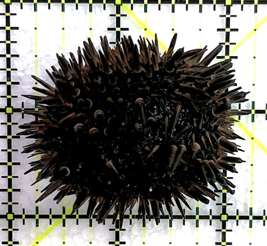 Pencil Urchin PU071501 WYSIWYG Size: M 2.25" approx