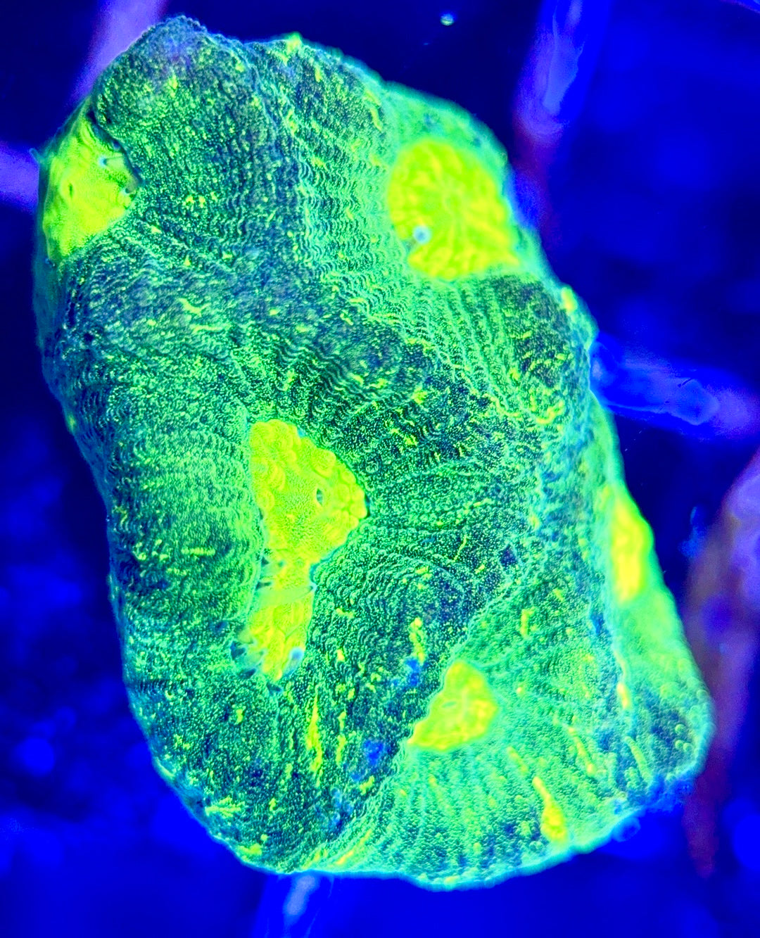 Aussie Ultra Neon Favia AUNF102603 WYSIWYG