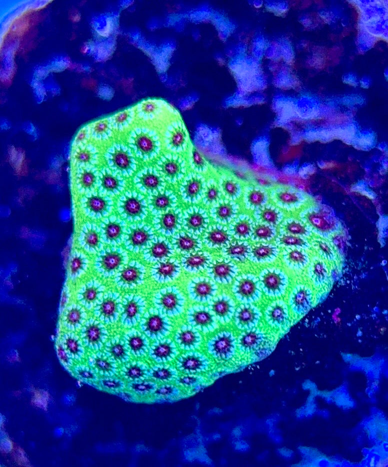 Strawberry Fields Porites Size: M 0.5" to 0.75" Frag - Violet Aquarium 