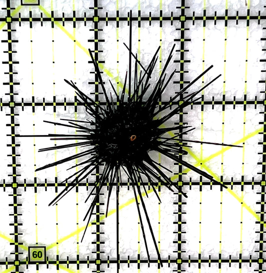 Black Longspine Urchin BLU071501 WYSIWYG Size: M 2.75" approx
