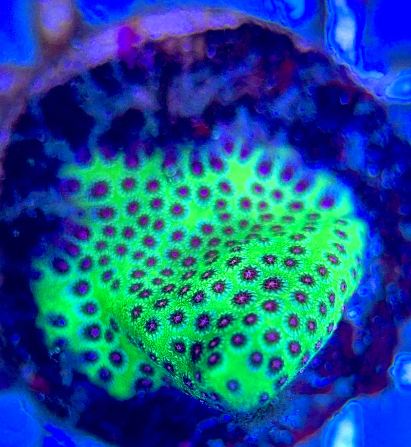 Strawberry Fields Porites SFP102602 WYSIWYG