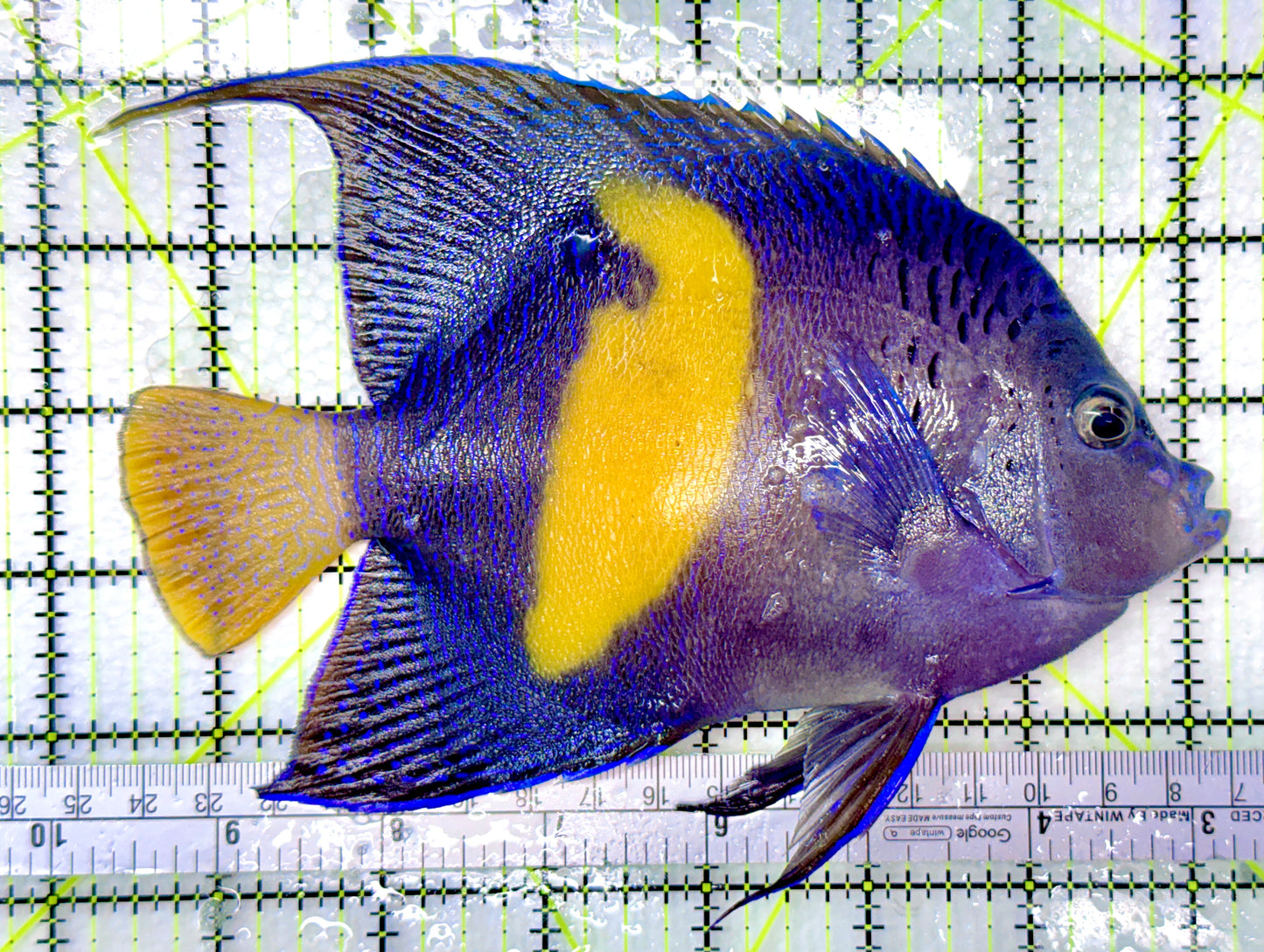Maculosus Halfmoon Angelfish MHA090101 WYSIWYG Size: L 6.75" approx