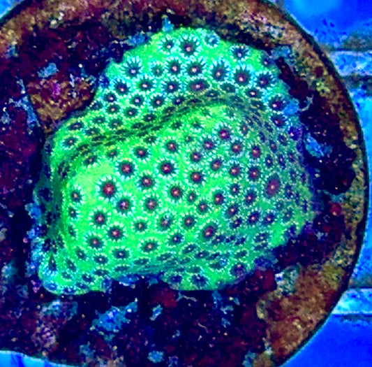 Strawberry Fields Porites SFP102603 WYSIWYG