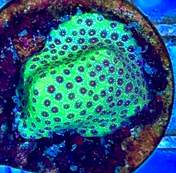 Strawberry Fields Porites Size: M 0.5" to 0.75" Frag - Violet Aquarium 