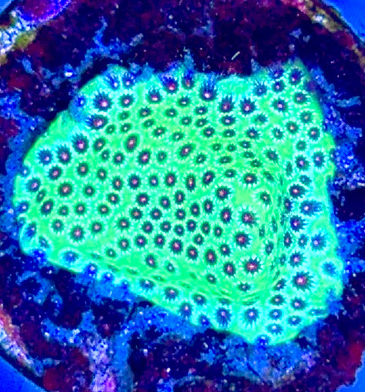 Strawberry Fields Porites SFP102604 WYSIWYG