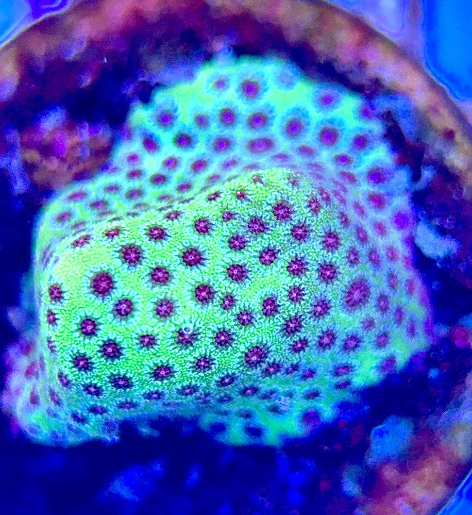Strawberry Fields Porites Size: M 0.5" to 0.75" Frag - Violet Aquarium 