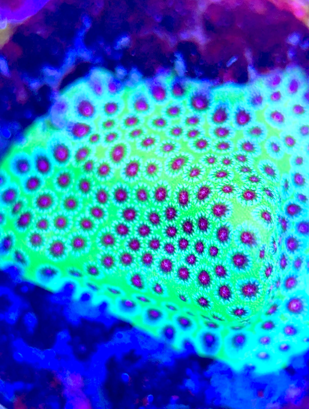 Strawberry Fields Porites SFP102604 WYSIWYG