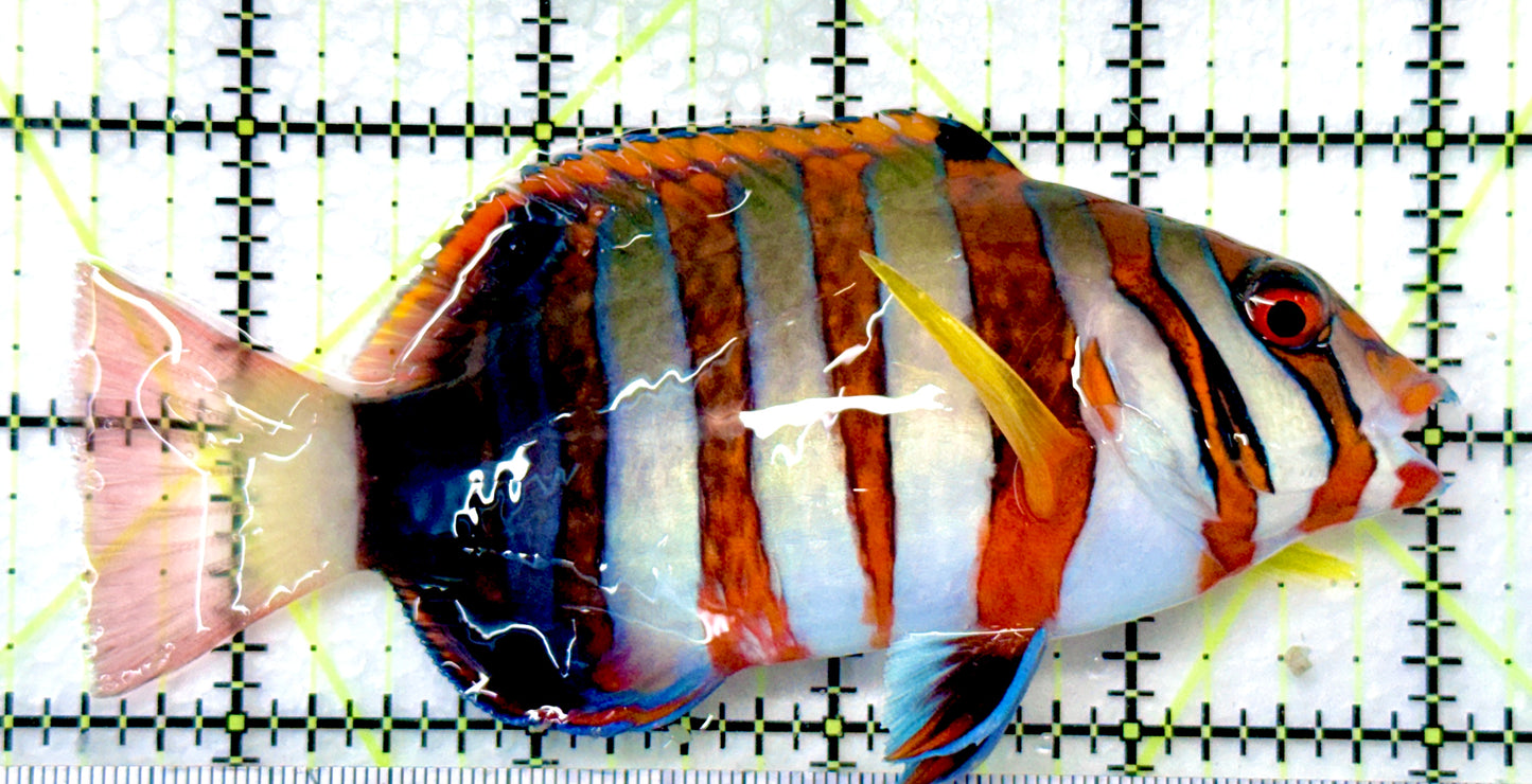 Harlequin Tuskfish HT090101 WYSIWYG Size: L 4.5" approx