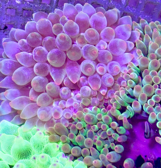 Rose Bubble Tip Anemone RBTA090401 WYSIWYG Size: M 3" to 4"