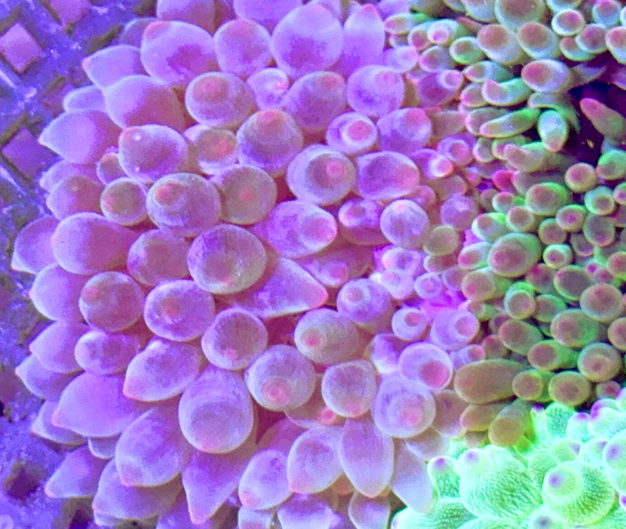 Rose Bubble Tip Anemone RBTA090401 WYSIWYG Size: M 3" to 4"