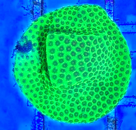 Tropic Thunder Montipora TTM102601 WYSIWYG