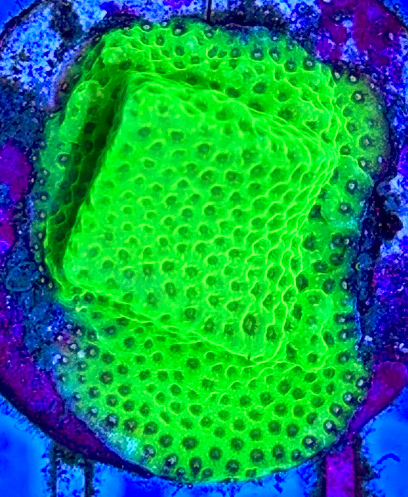 Tropic Thunder Montipora TTM102602 WYSIWYG