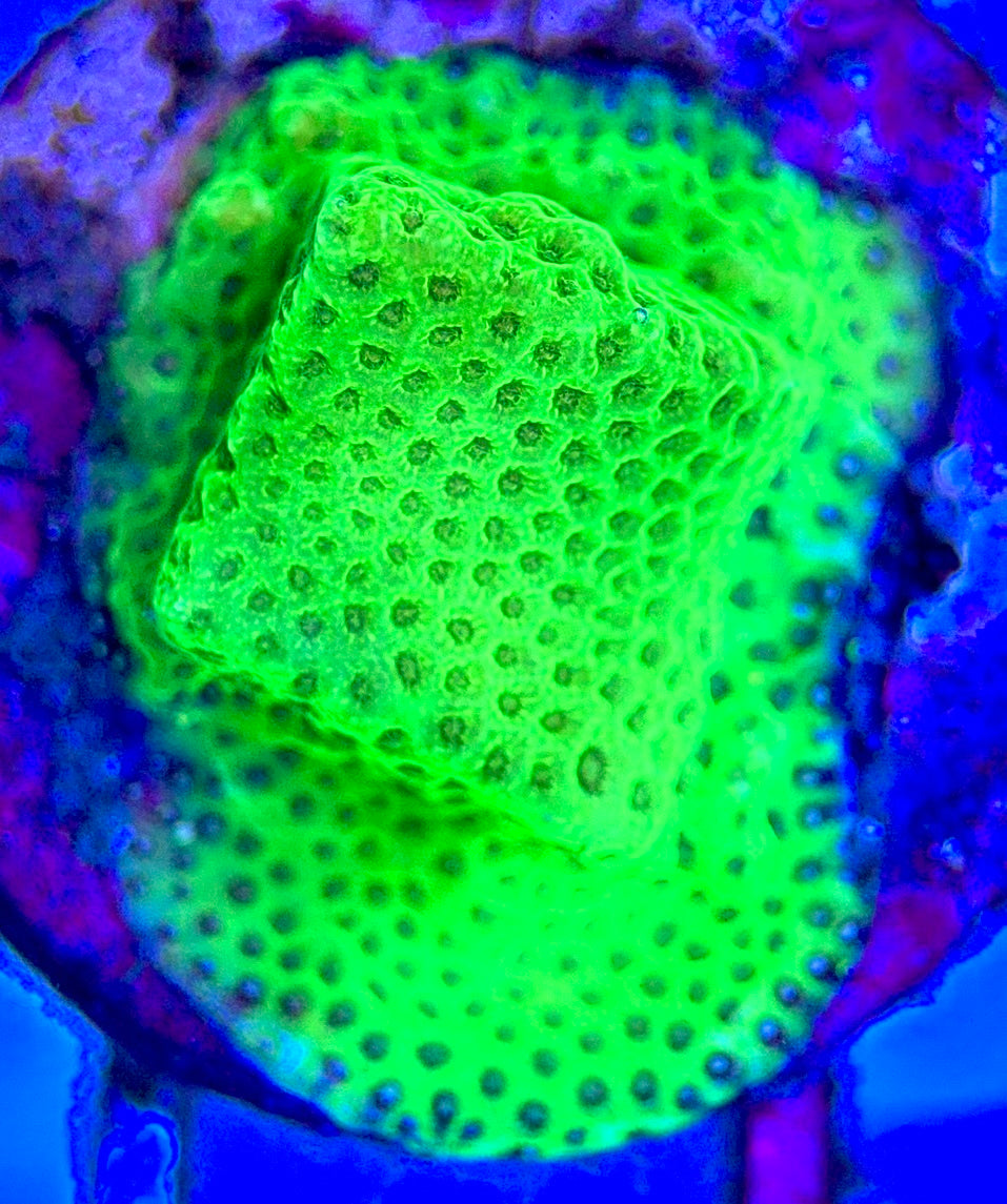 Tropic Thunder Montipora TTM102602 WYSIWYG