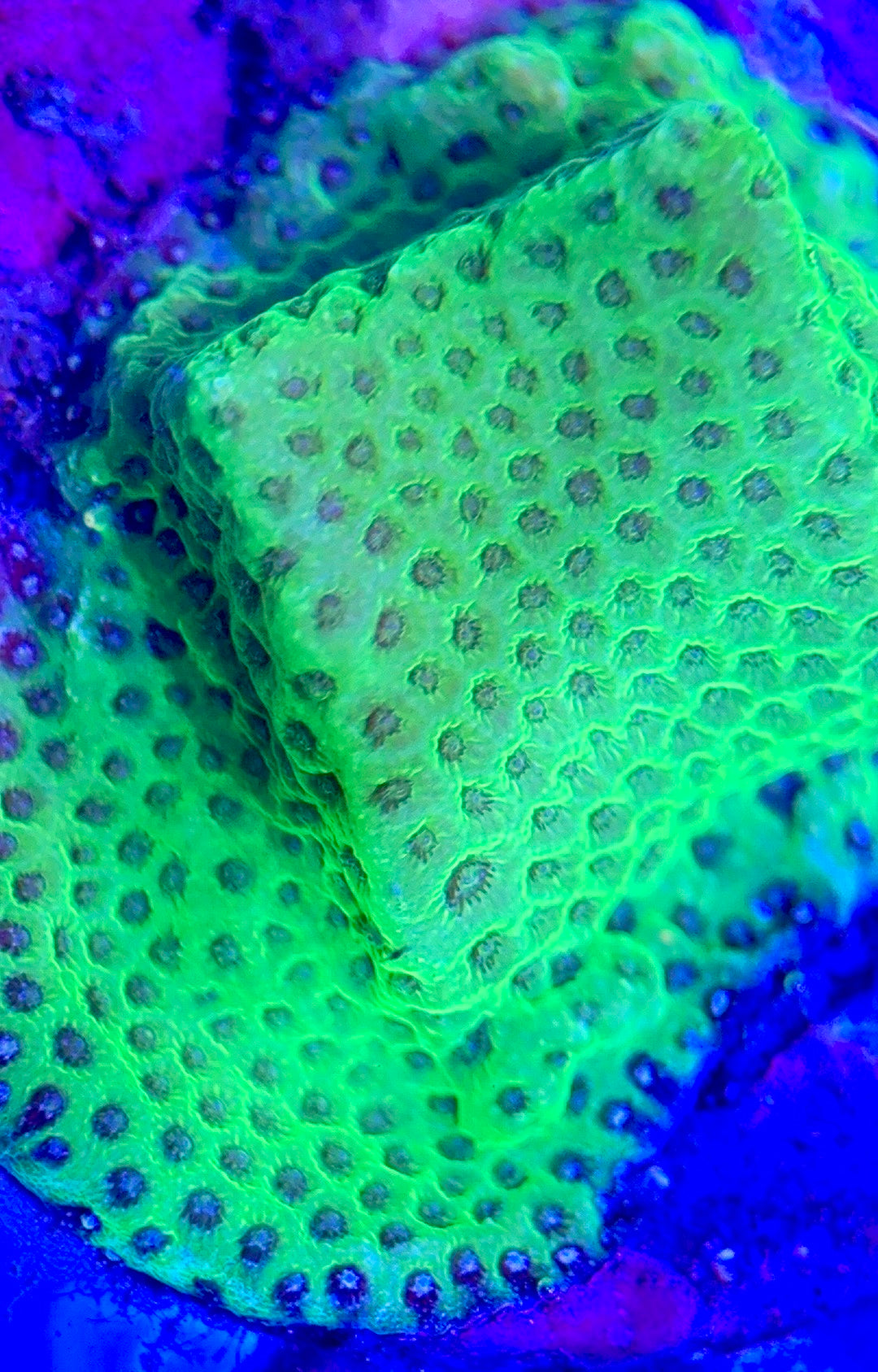 Tropic Thunder Montipora TTM102602 WYSIWYG