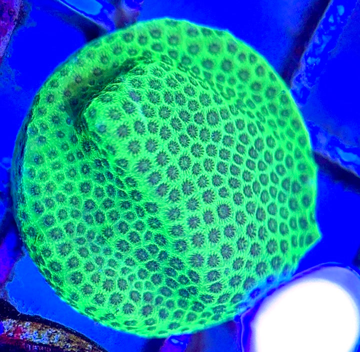 Tropic Thunder Montipora TTM102603 WYSIWYG