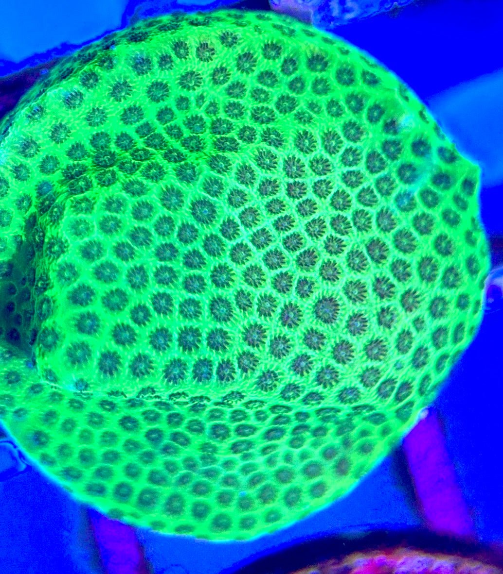 Tropic Thunder Montipora TTM102603 WYSIWYG