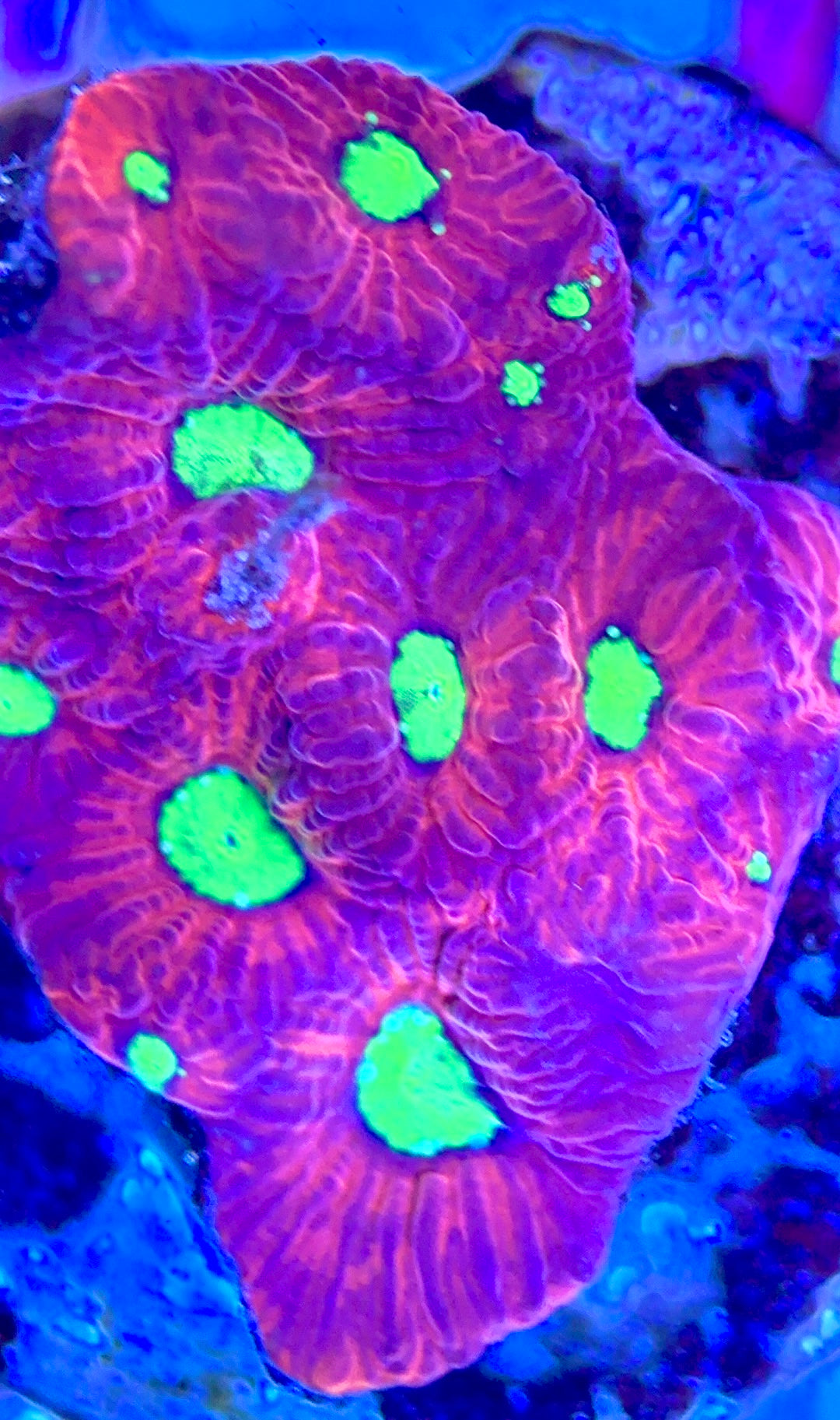 Gummy Bear Favia GBF102601 WYSIWYG