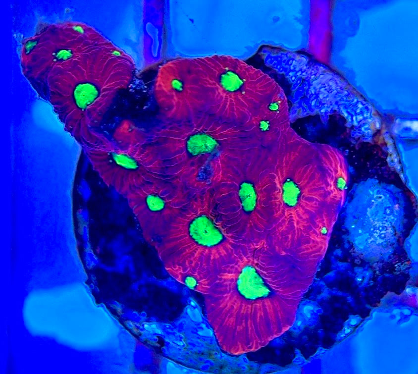 Gummy Bear Favia GBF102601 WYSIWYG