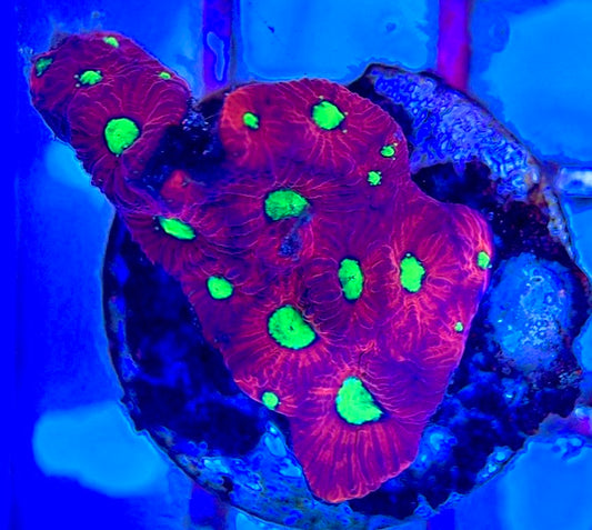 Gummy Bear Favia GBF102601 WYSIWYG