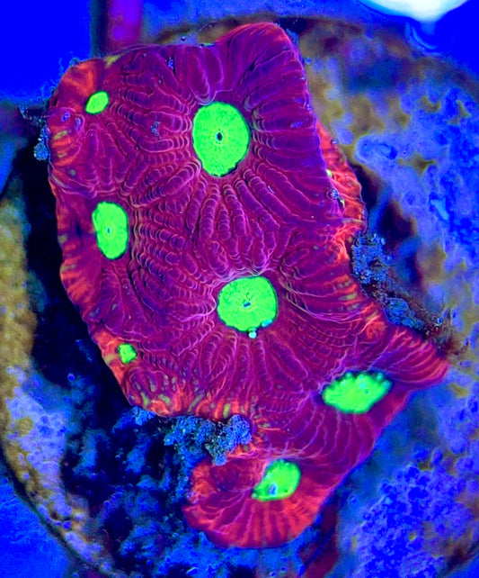 Gummy Bear Favia GBF102602 WYSIWYG