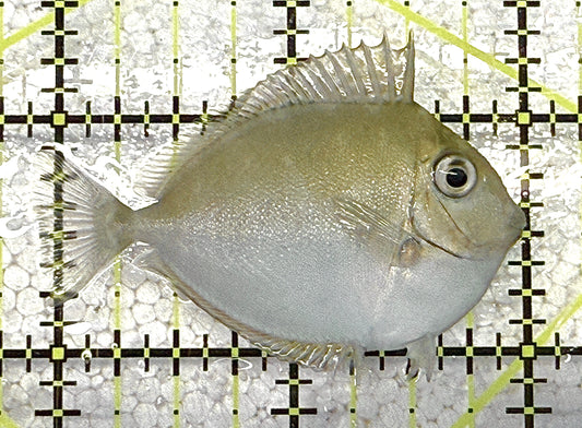 Unicorn Tang UT020503 WYSIWYG Size: S 2" approx