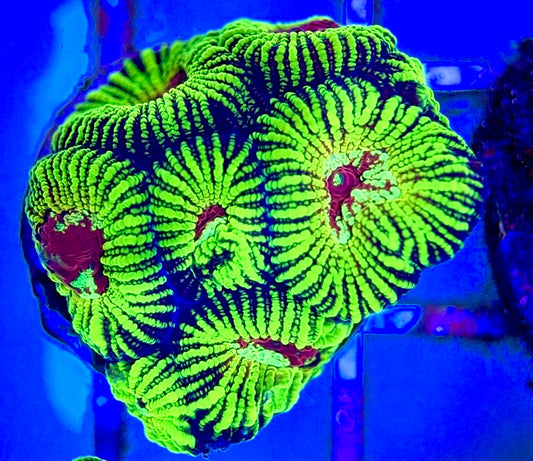 Red Eye Pin Striped Favia REPSF102601 WYSIWYG